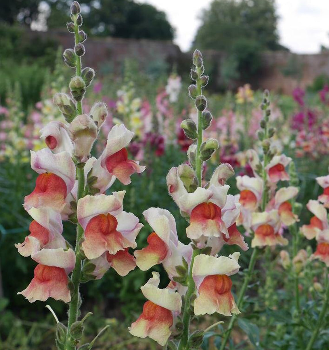 Stokesay Flowers | Smythson